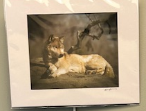 A wolf laying at rest beside a dead tree, his head upright and looking into the forward distance. Captured in yellow scale.