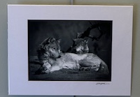 A wolf laying at rest beside a dead tree, his head upright and looking into the forward distance. Captured in a dark greyscale.