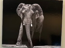An elephant in greyscale. It approaches the viewer from out of the darkness. 