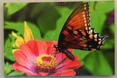 An orange butterfly atop a pink flower.