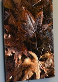 A carpet of fallen leaves featuring different shades of brown, from a very dark chocolate to a lighter praline. 