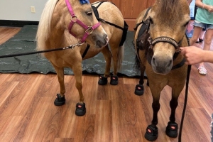 Mini Therapy Horses Visit